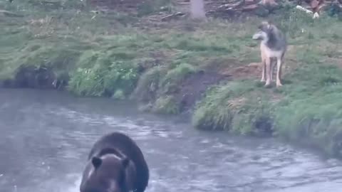 Bear Fishing Among Wolves
