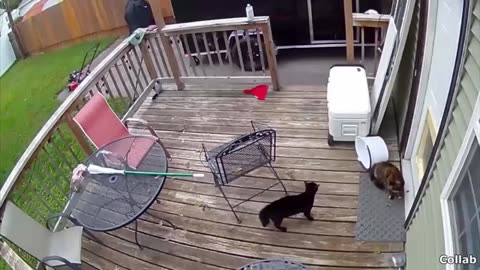 Best funny cat videos
