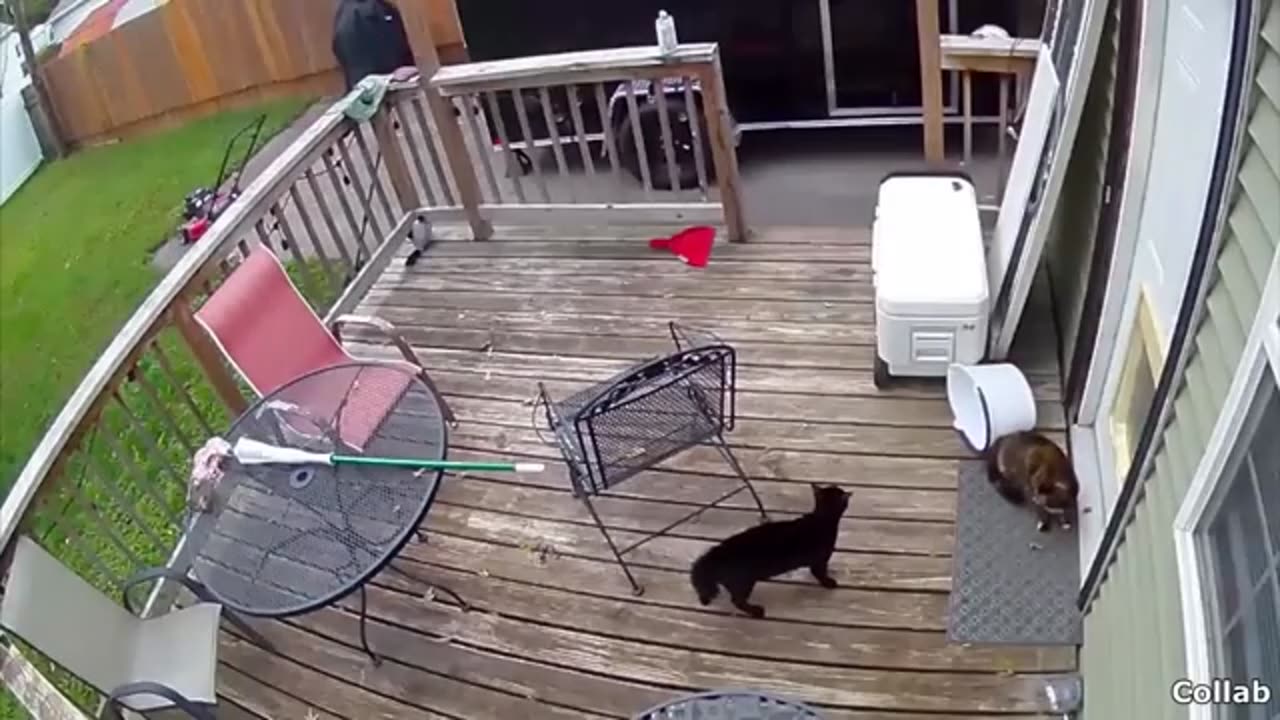 Best funny cat videos