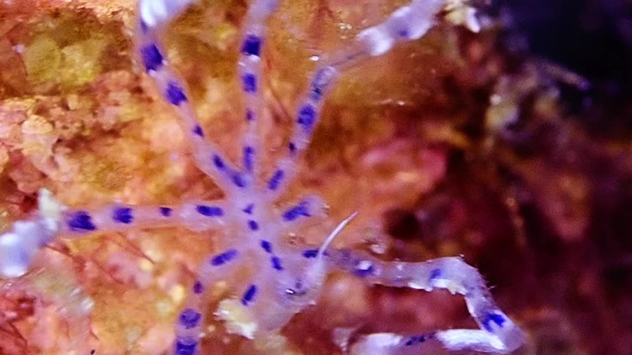 Spider-like Sea Creature In Raja Ampat Regency