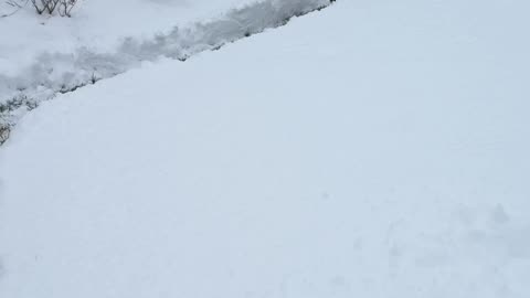 Mini Goldendoodle Zoomies Along Plowed Path