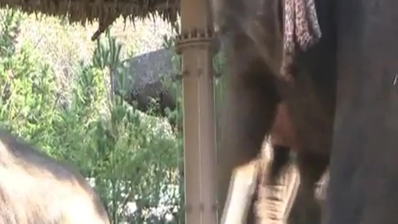 🤯💬 This Elephant Can TALK Like A Human! | FeedMyCuriosity
