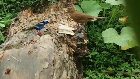 Turdus grayi vs Cyanerpes cyaneus