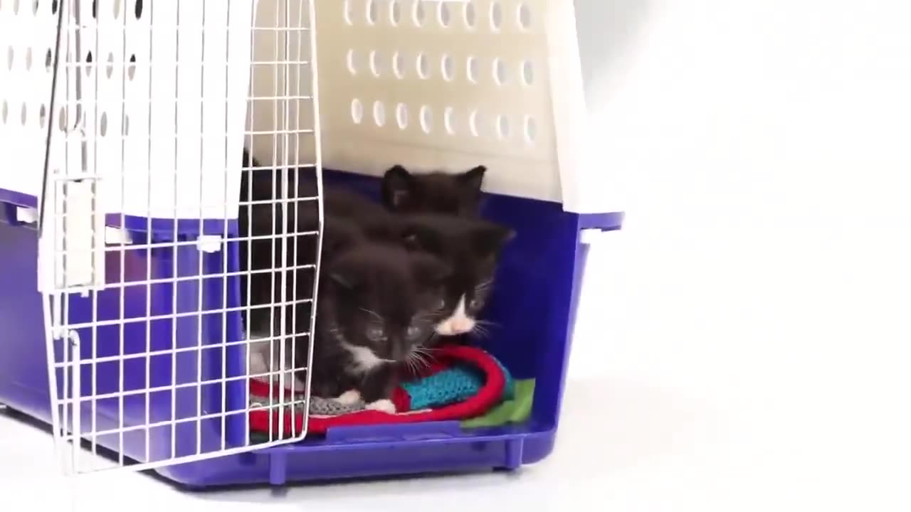 Puppies meeting kittens.. 😊
