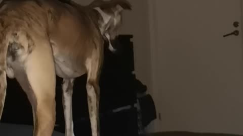 😱🐕 Dog’s Terrifying Behavior When Alone—Something Unseen? | TheHauntingHour