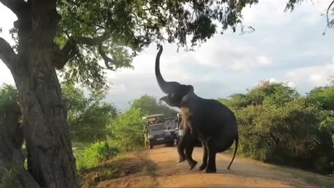 Sri Lankan Elephant | Beautiful | Elephant | ❤
