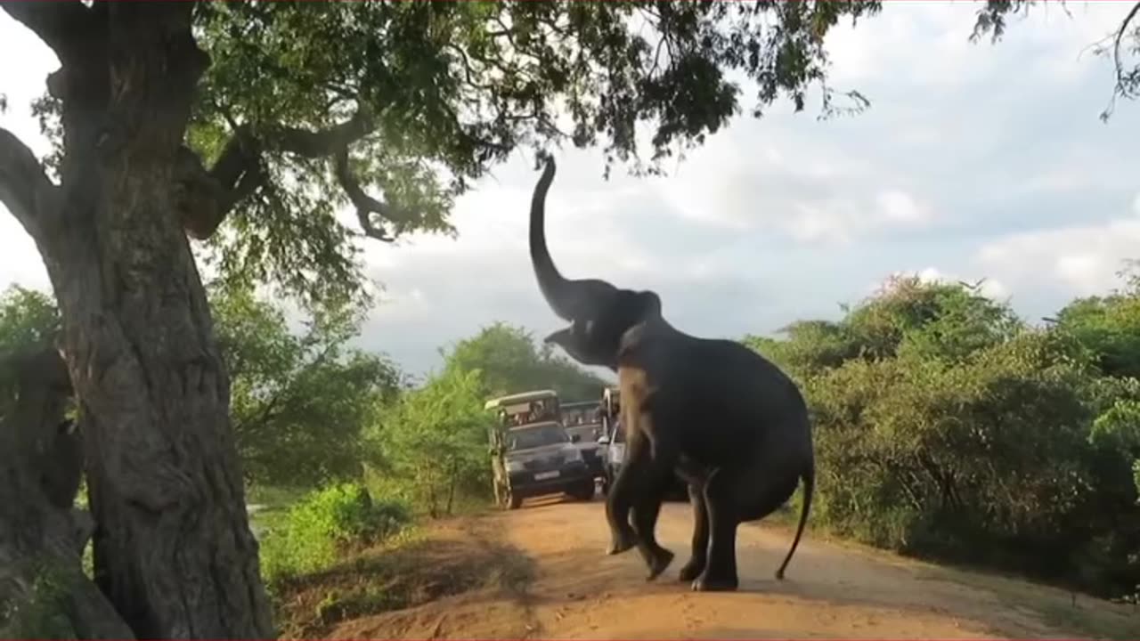 Sri Lankan Elephant | Beautiful | Elephant | ❤