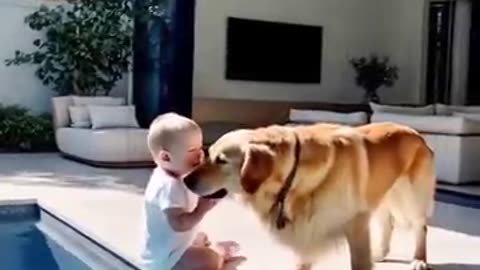 Family's Guardian Angel Dog