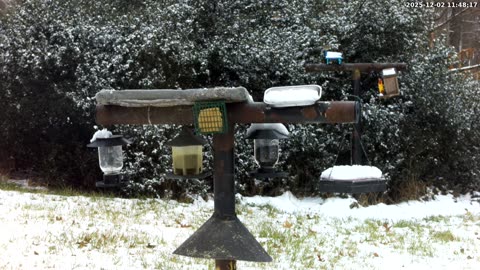 Bird Feeder in Western Maryland USA