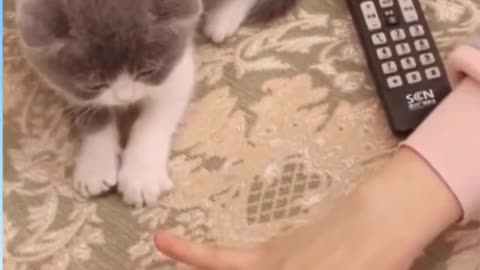 Cute cats videos _ Funny Animal Videos _ Try not to laugh