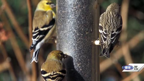 Tips for feeding birds during National Bird Feeding Month