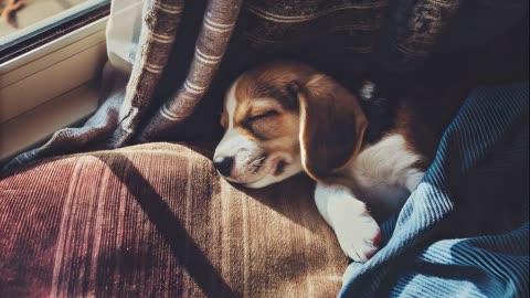 Dreaming puppy