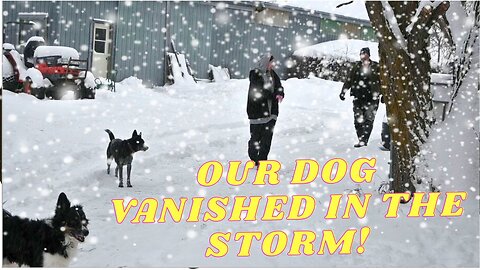 They LOST Our DALMATIAN In A BLIZZARD!