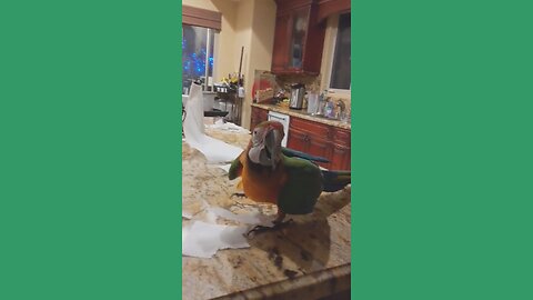 This Parrot Breaks It All… Then Throws a Dance Party!