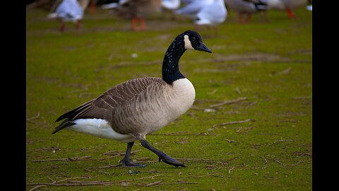 Shooting swans and duck