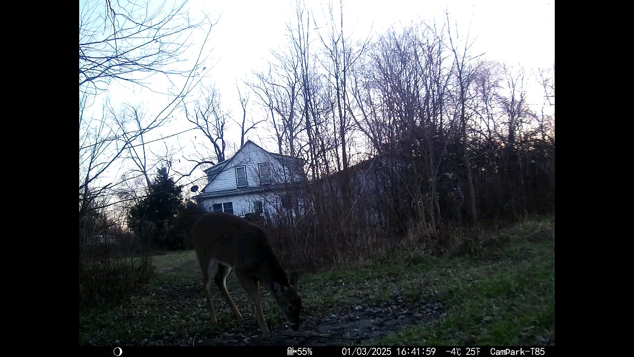 Deer Cam 01-03-2025