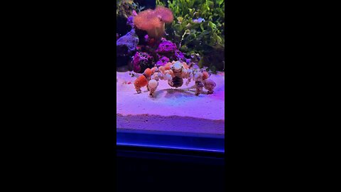 say hello to aquatic mind flayer. 😆this cedorator crab.....