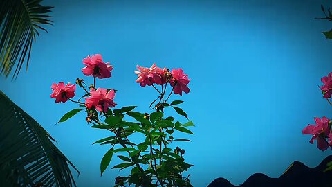 rose