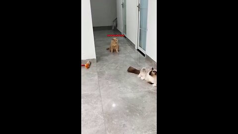 Cats and dogs