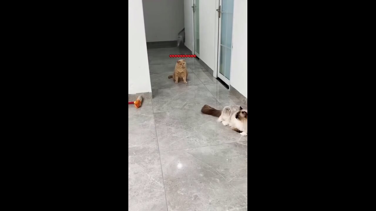 Cats and dogs