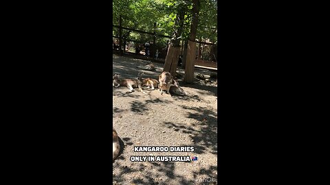 Kangaroos