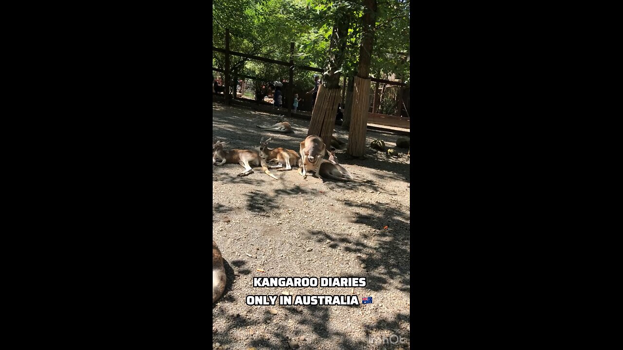 Kangaroos