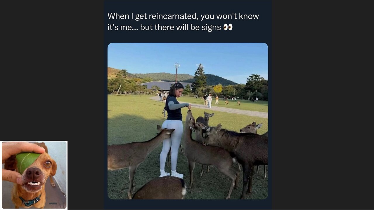 Memes That Will 99.0466% Make You Laugh. (e690)