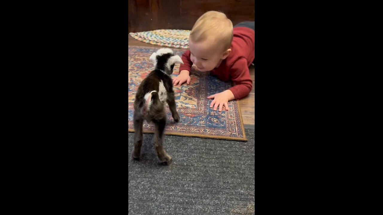 Kid & Goat = Comedy Duo 😂