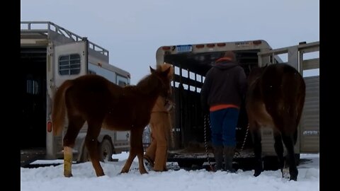 3 Trailers 2 people 2 weanlings - 30 Jan 2026