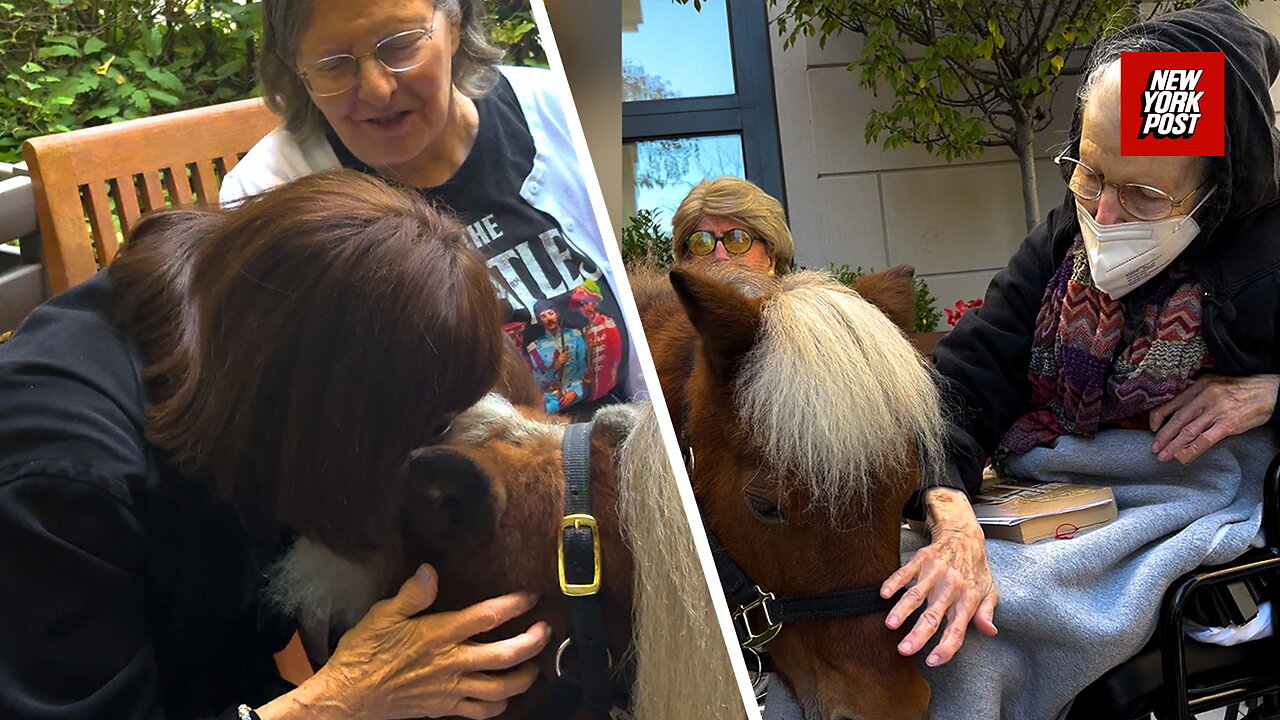 Mini therapy horses lift spirits at an Upper East Side assisted living facility