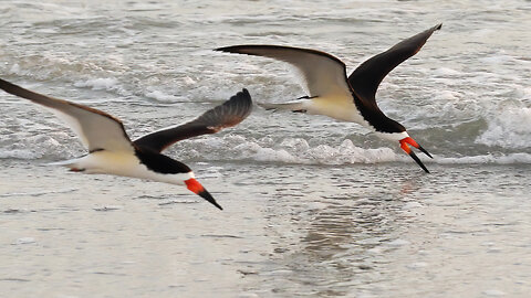 Graceful Black Skimmer Glides Along Shoreline at Sunset