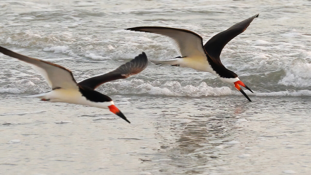 Graceful Black Skimmer Glides Along Shoreline at Sunset