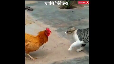 "Cat vs Chicken Fight "l#Funiest Cat videos #