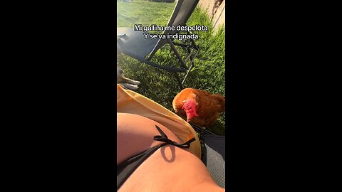 curious chicken