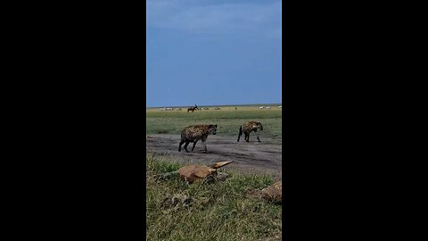 Hyena on road