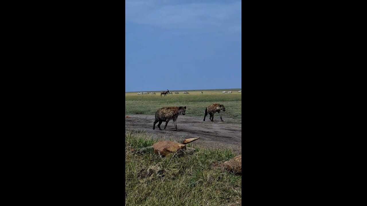 Hyena on road