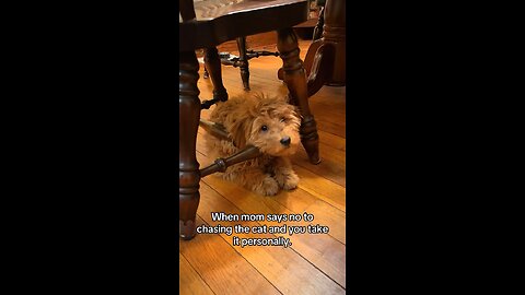 Puppy Tantrum 😭 | My Mini Goldendoodle Can’t Chase the Cat 🐾💔
