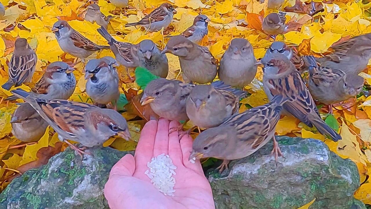 Another Hand Feeding of House Sparrows Amongst Fallen Yellow Maple Leaves