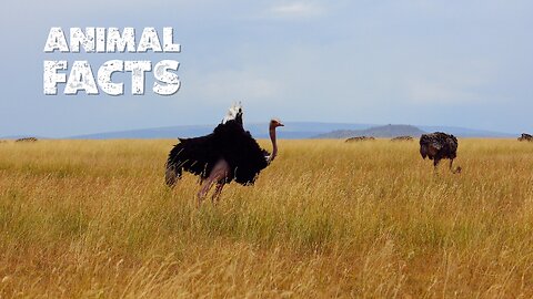 Ostrich | the World’s Largest Bird