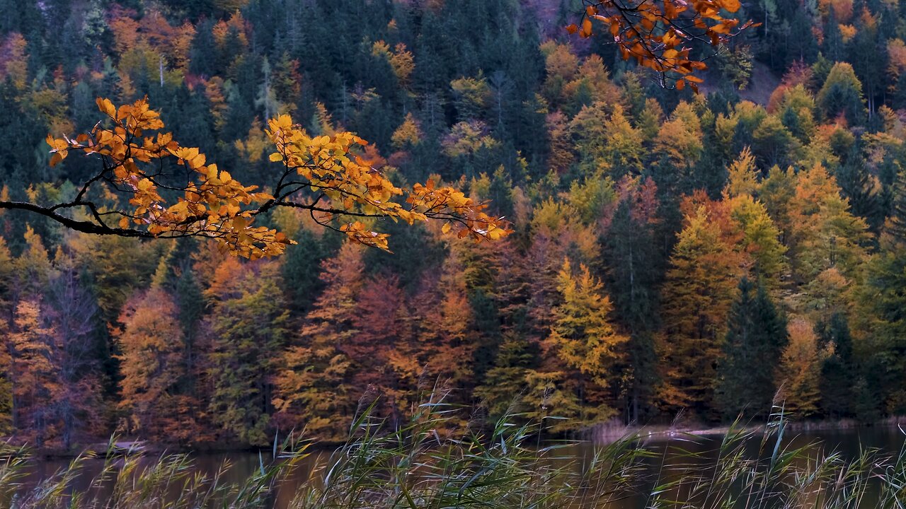 Golden leaves drift down