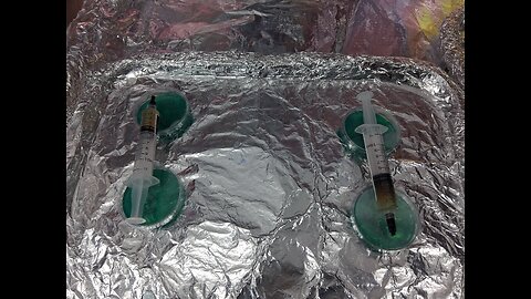 Reviving 2 Year Old LCs & One of them is Bioluminescent Mycology Mondays #138