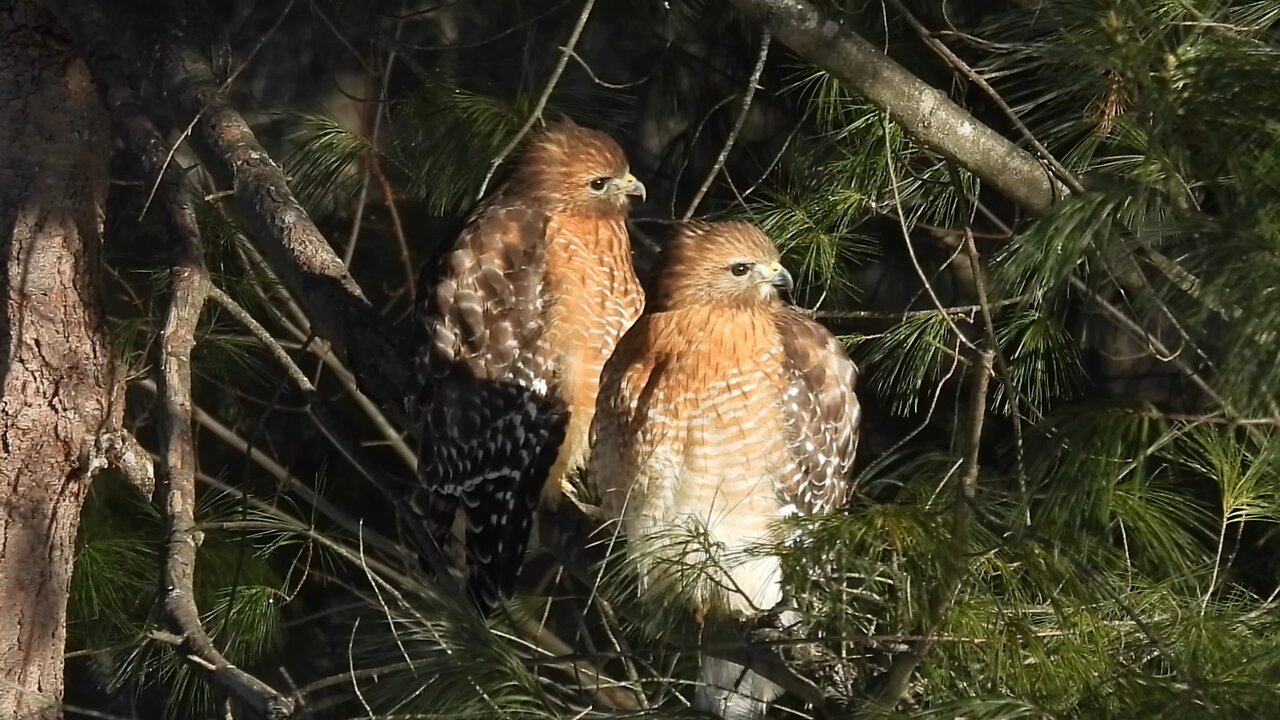 The Alluring Red-Shouldered Hawk