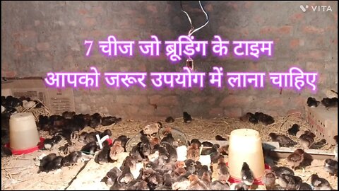 Chicks Brooding -7 जरूरी चीज जो (0 Mortality Rate)