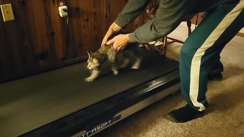 cat run