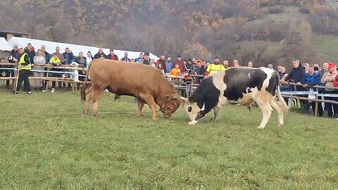 Zlatonja od Čizmića vs Šaronja od Subašića 2025