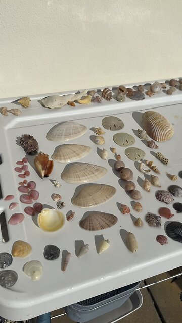 Beach Finds 1/23/2026 | 4K