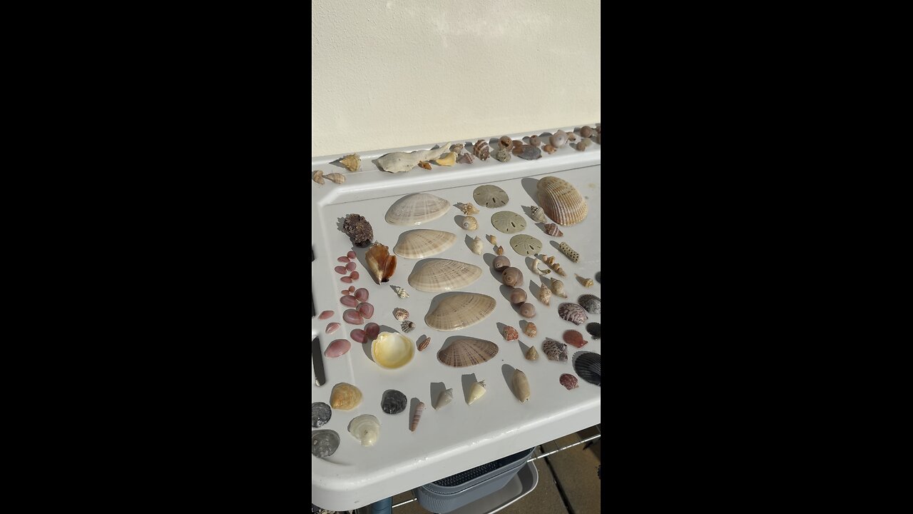 Beach Finds 1/23/2026 | 4K