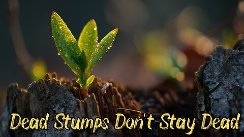 Life from Dead Stumps | Catholic Daily Readings and Reflection | December 7, 2025