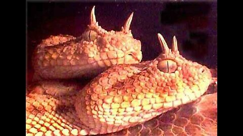 DUOLINGO STUDIARE CON LE RAGAZZE 15/2/26 🗿🐲💎🫴👽🦈