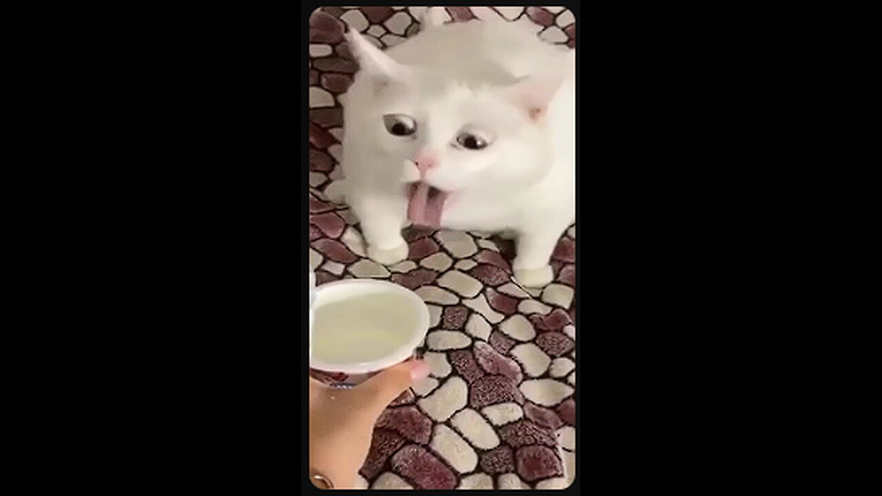 Funny Animals video 2025 - Compilation #2